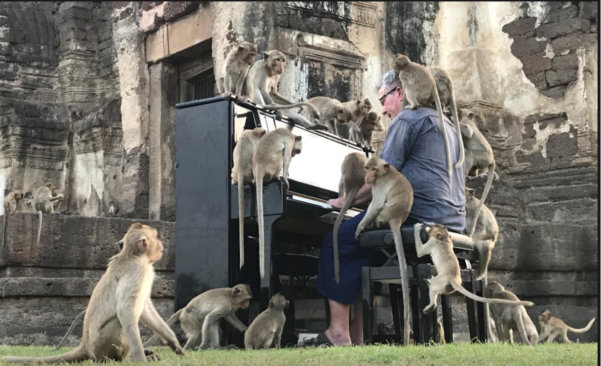  British pianist’s velvety tones soothe Thailand’s hungry monkeys