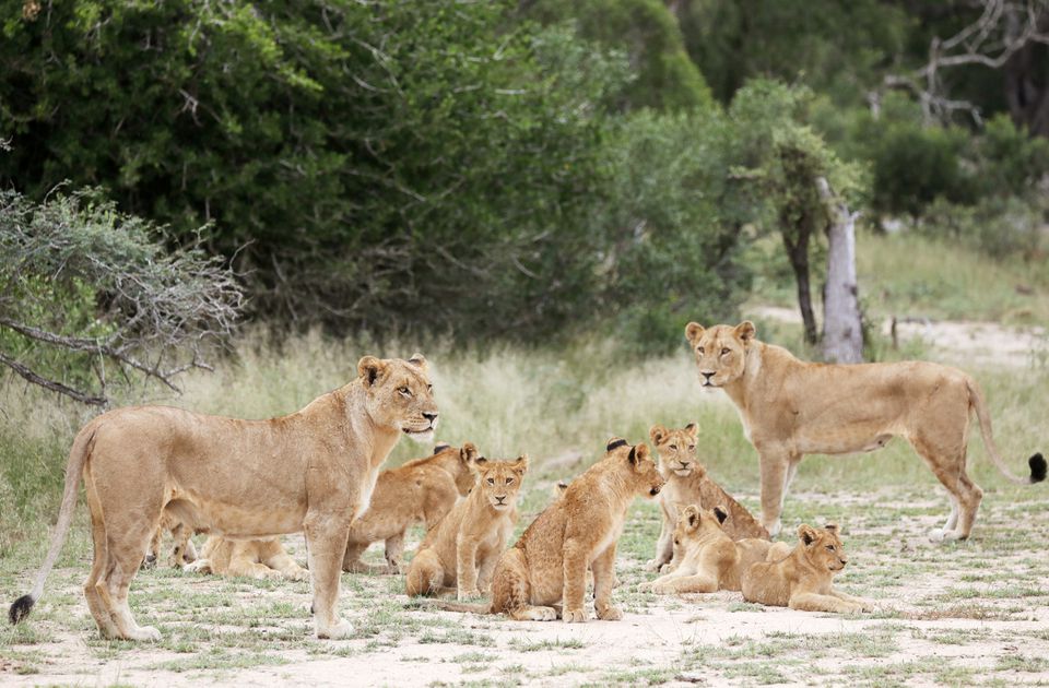  South Africa to clamp down on captive lion breeding, minister says