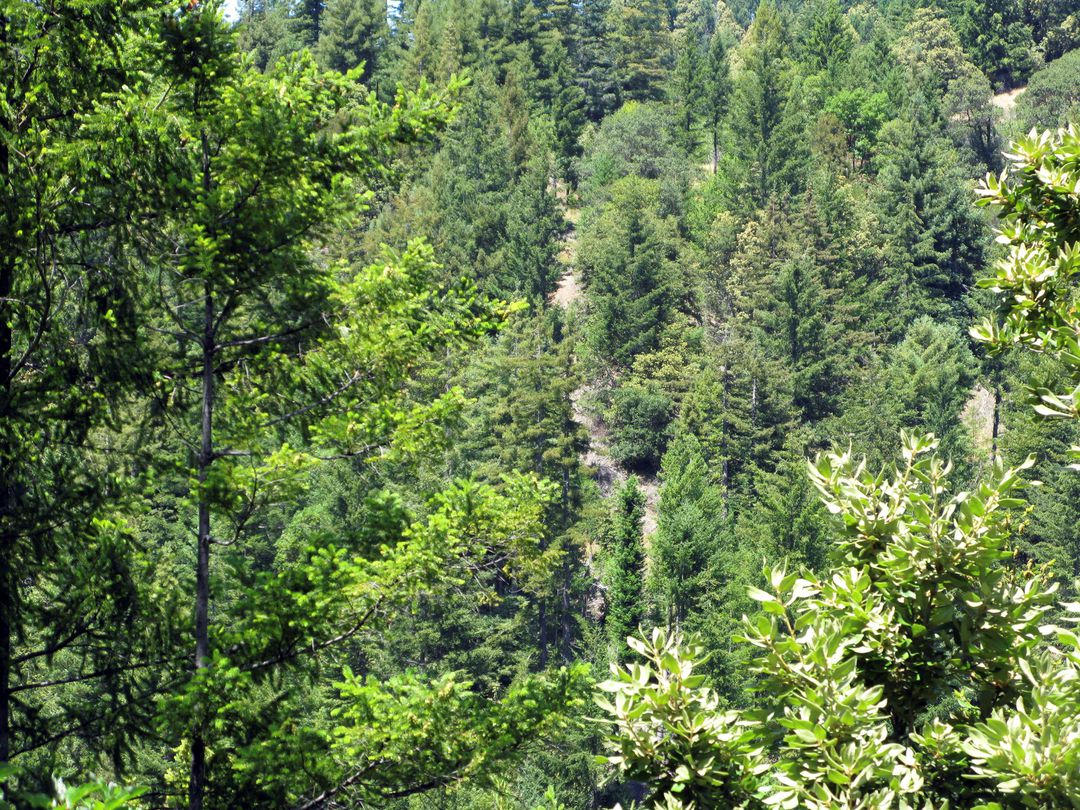  California program overestimates climate benefits of forest offsets -study