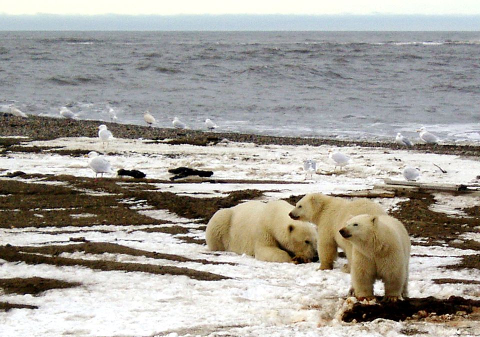  Biden suspends Trump-era oil and gas leases in Alaska refuge