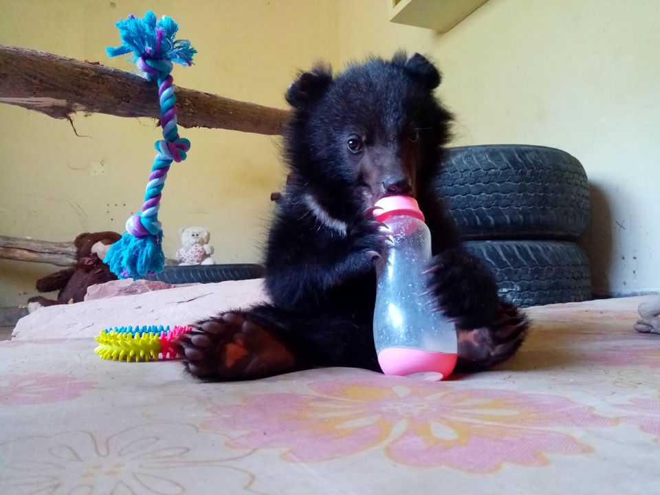  Bear necessities: Rescued cub prepares for life back in Kashmir wild