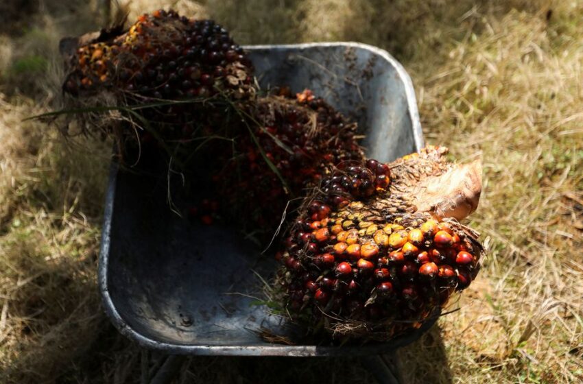  Malaysia says it could stop palm oil exports to EU after new curbs