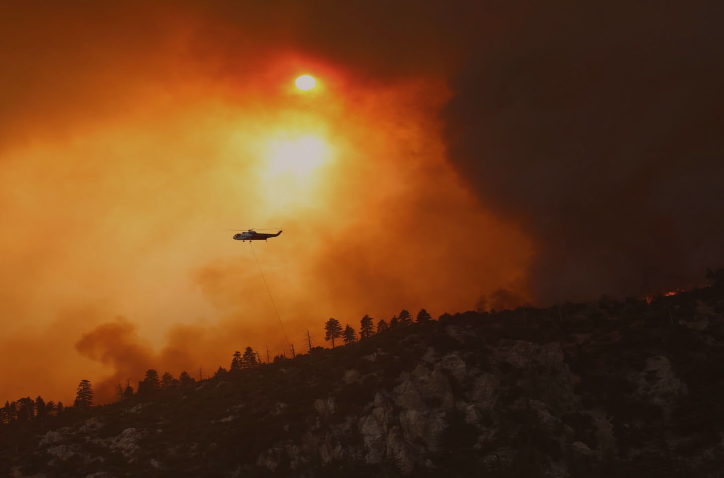 Emergency Rescue Flights for Shelter Pets Amid Wildfires