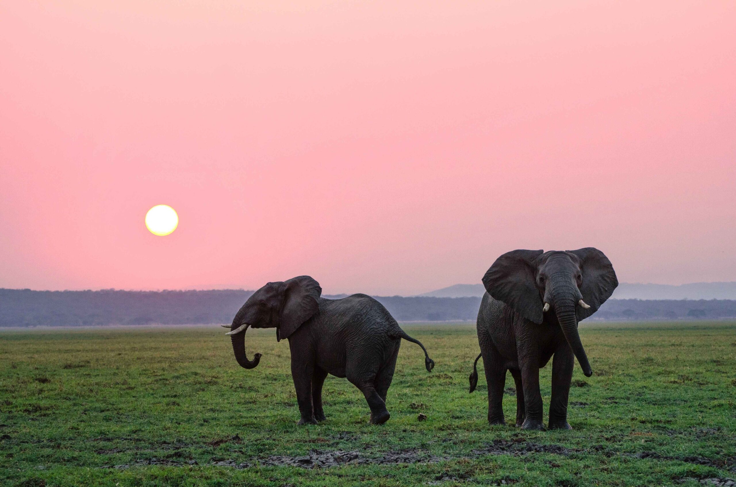 two elephants to US